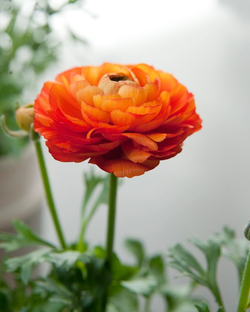 Ranunculus