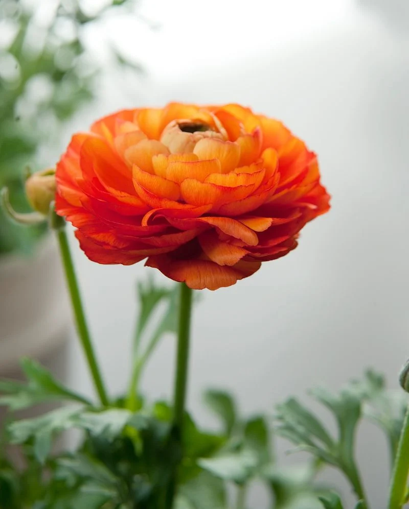 Ranunculus