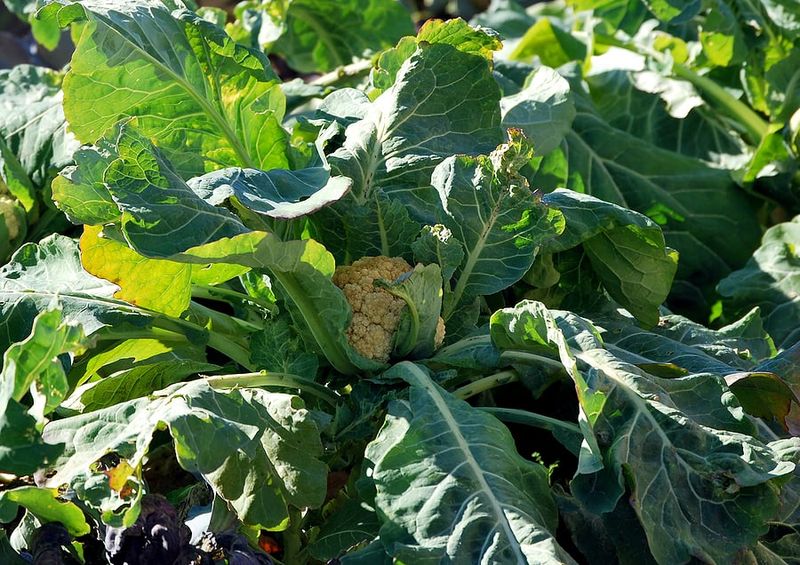 Cauliflower