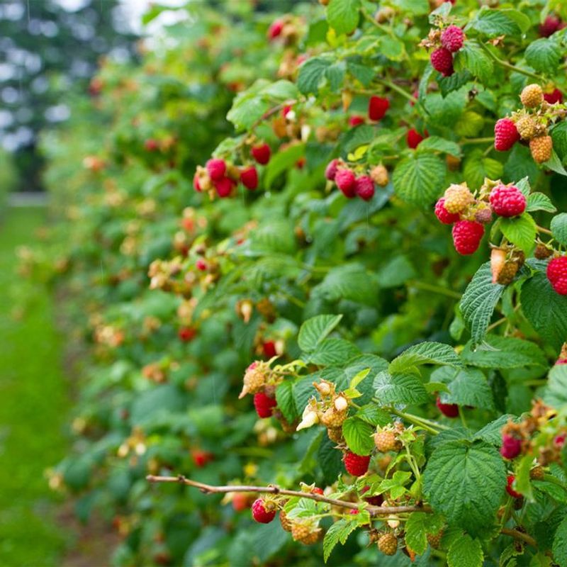 Raspberries