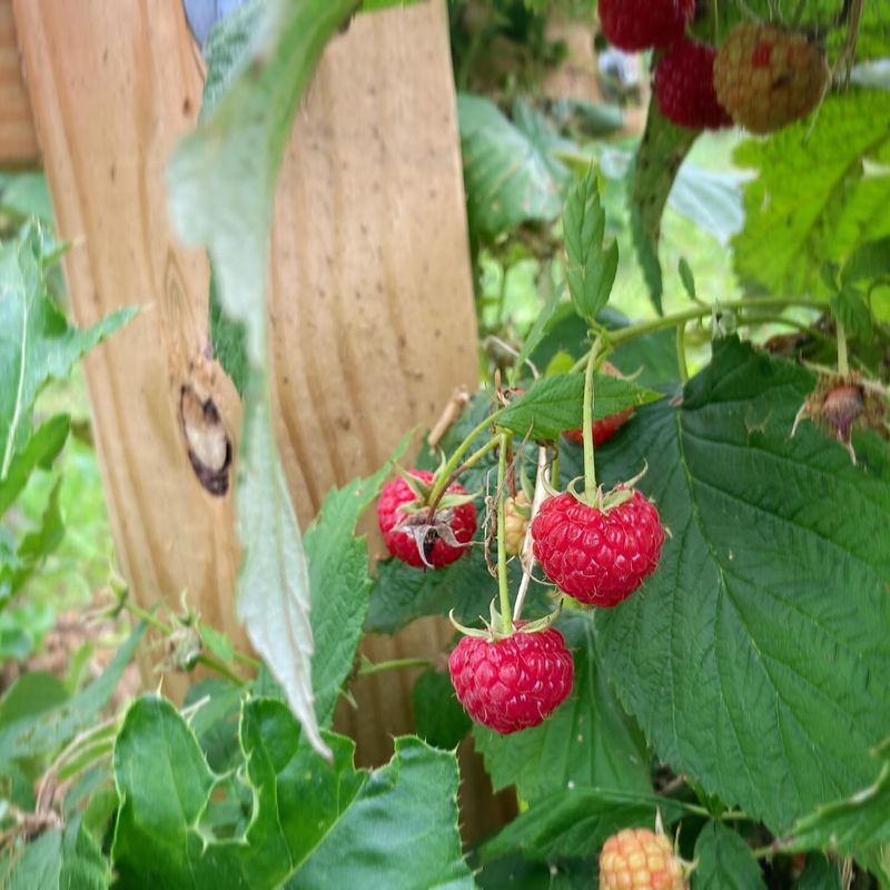 Raspberries