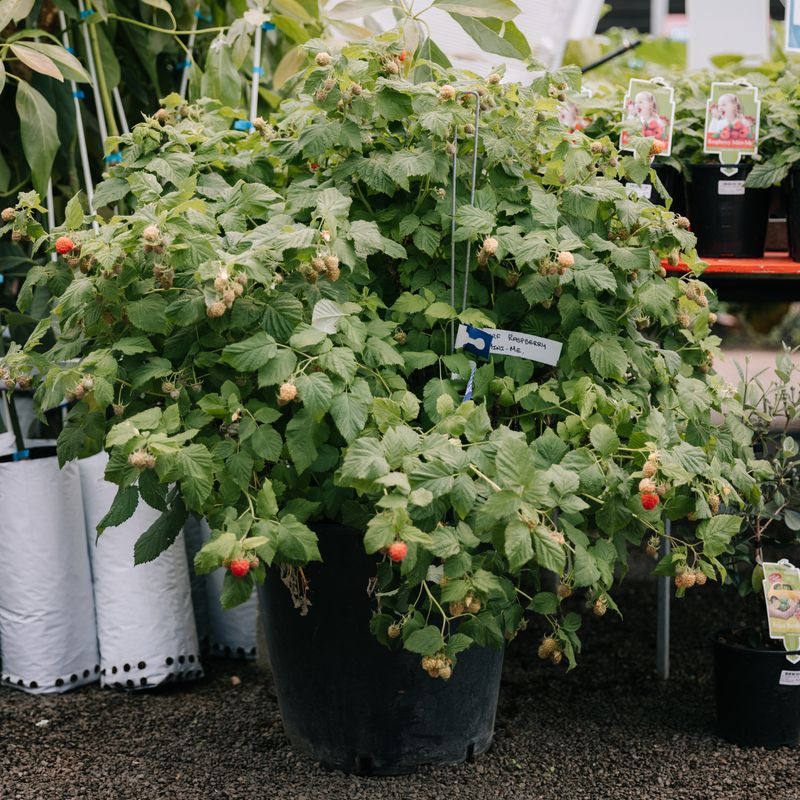 Raspberries