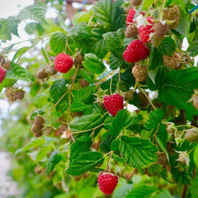 Raspberries