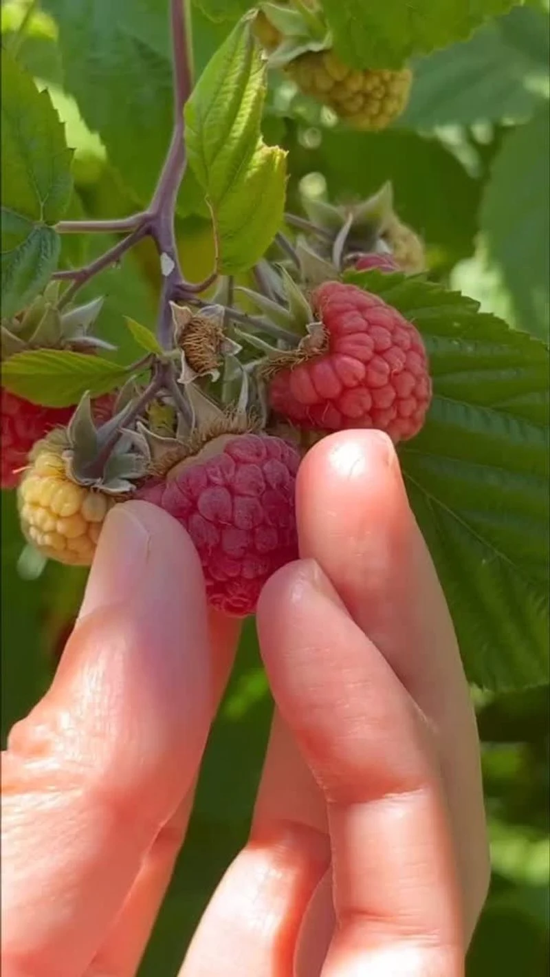 Raspberries
