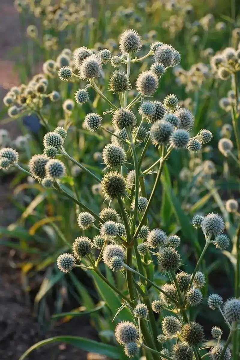 Rattlesnake Master