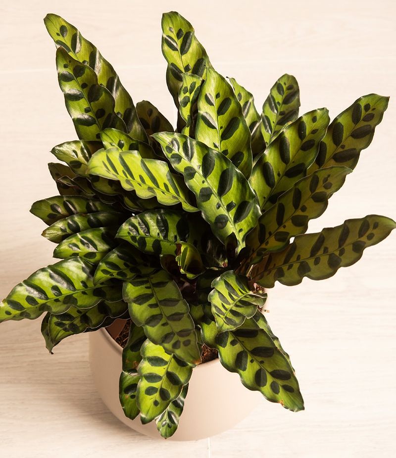 Rattlesnake Plant