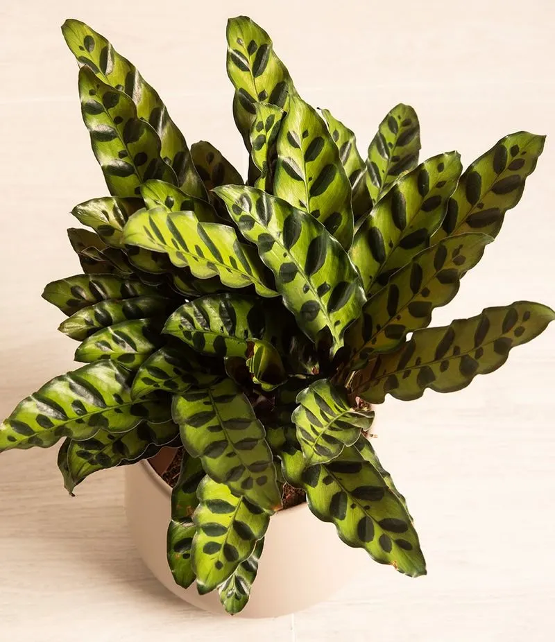 Rattlesnake Plant