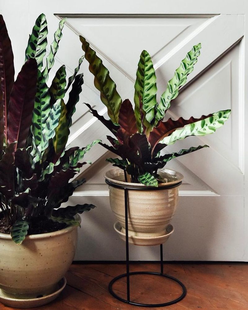 Rattlesnake Plant