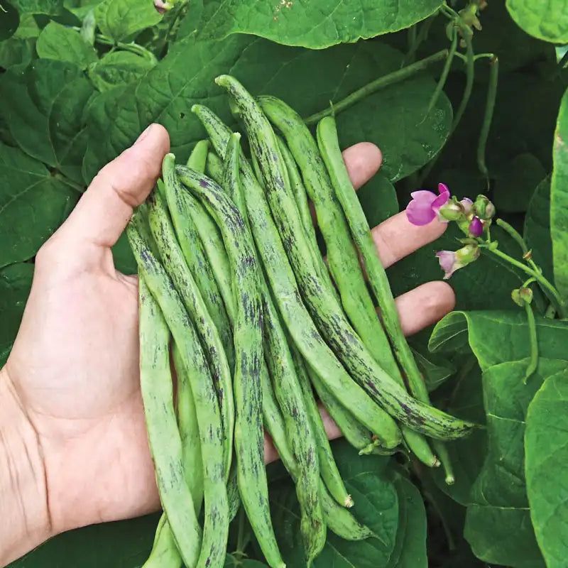 Rattlesnake Pole Bean