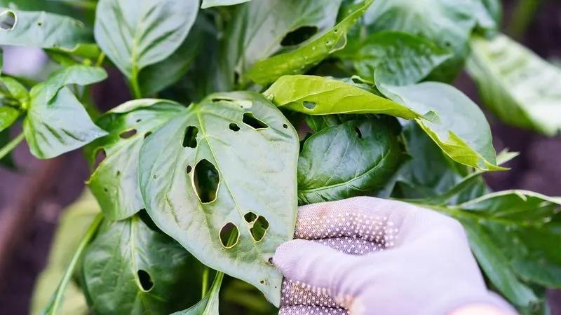 Recognizing Pest Signs