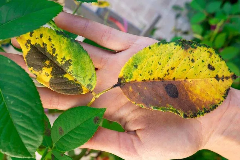 Recognizing Plant Diseases
