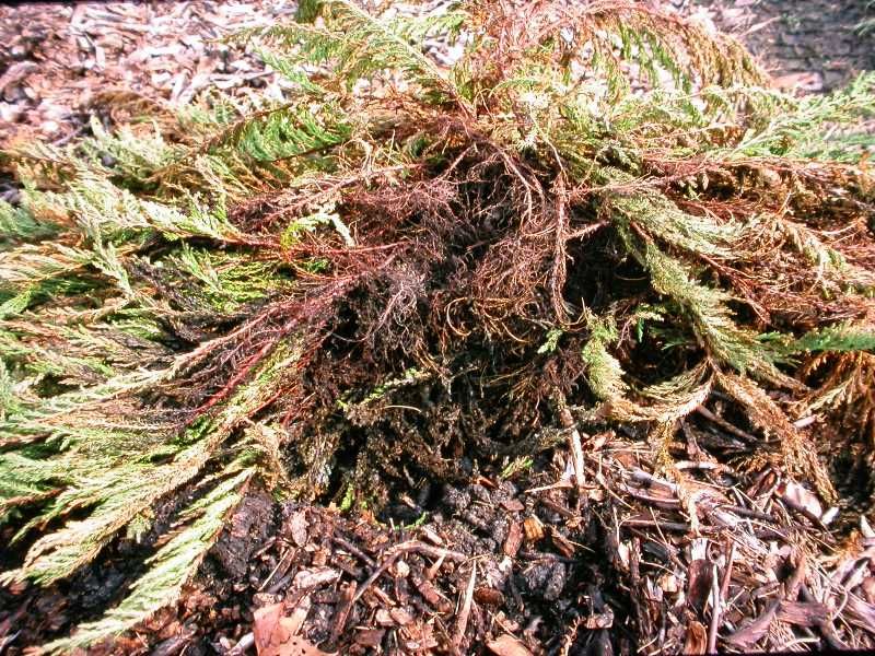 Recognizing Signs of Overwatering