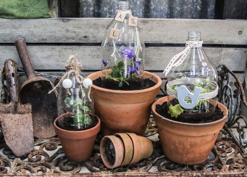 Recycled Plastic Bottles as Mini Greenhouses