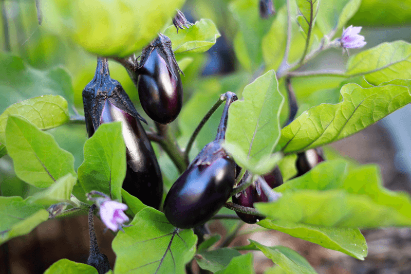 Purple Eggplant