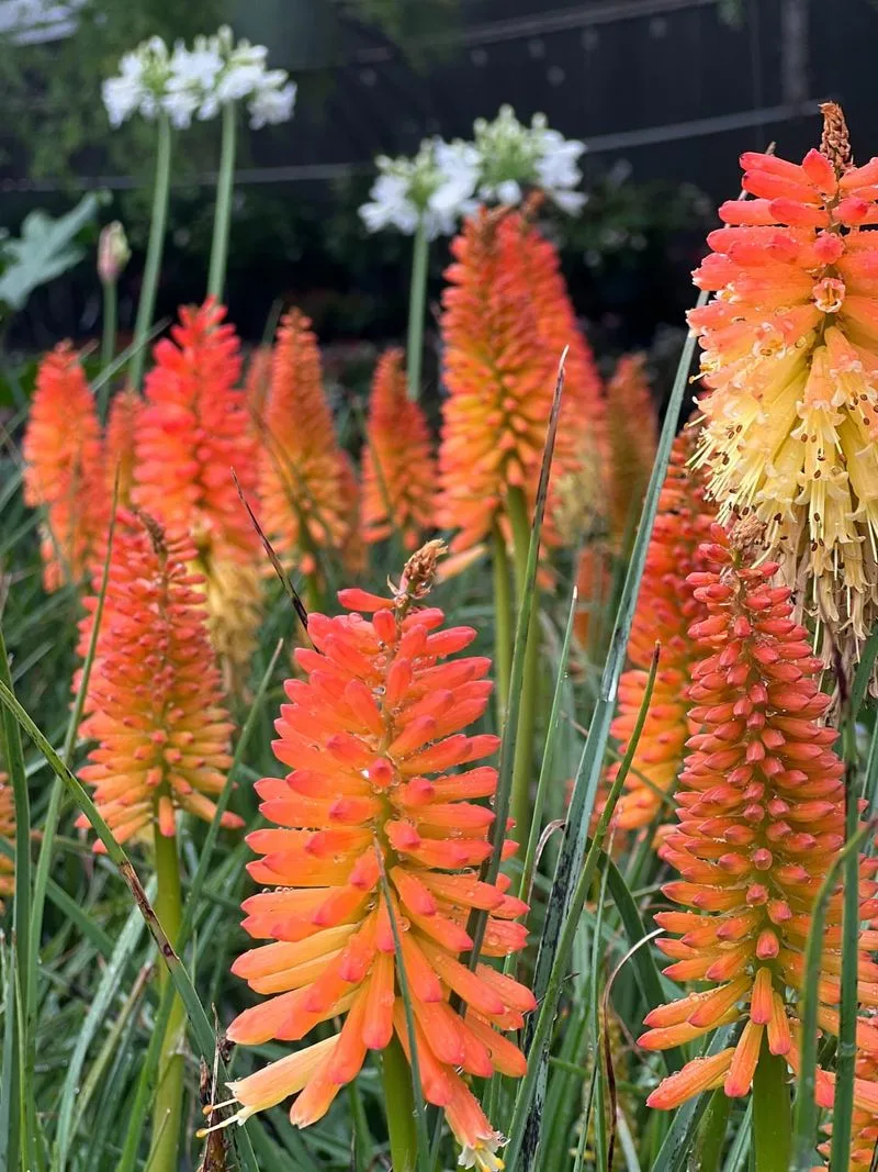 Red Hot Poker (Kniphofia)