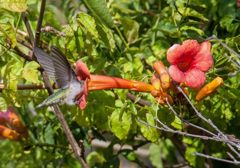 Trumpet Vine