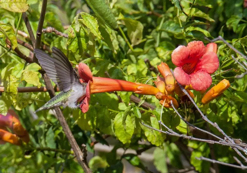 Trumpet Vine