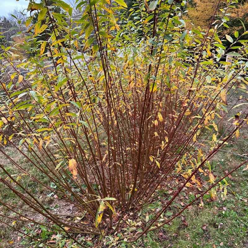 Red-Twig Dogwood