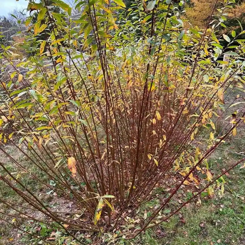Red-Twig Dogwood