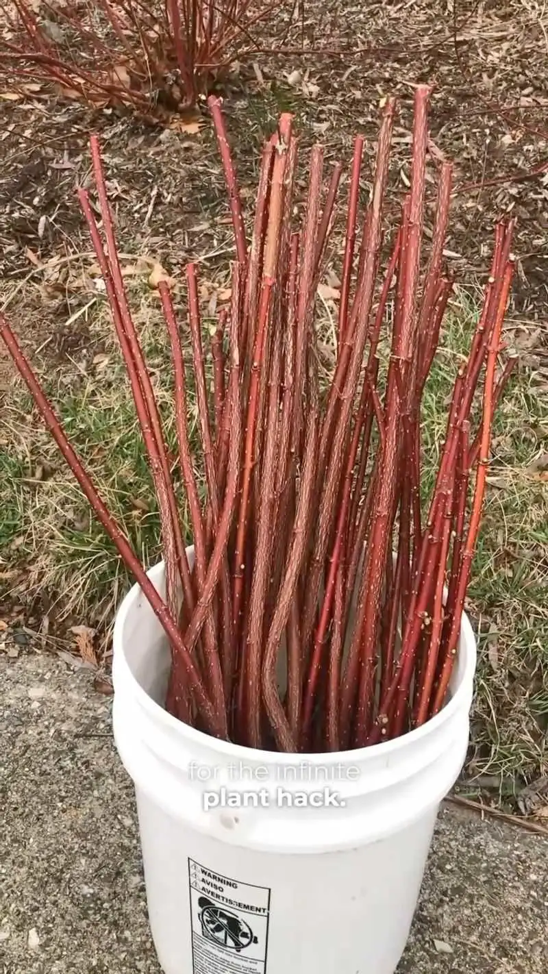 Red Twig Dogwood