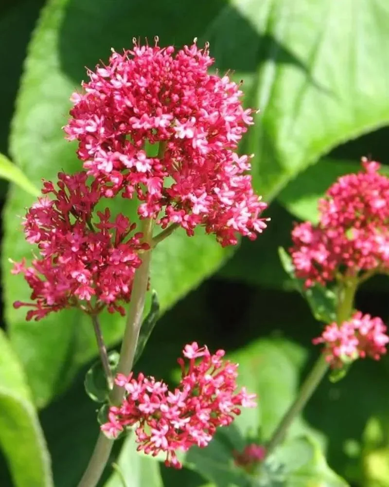 Red Valerian