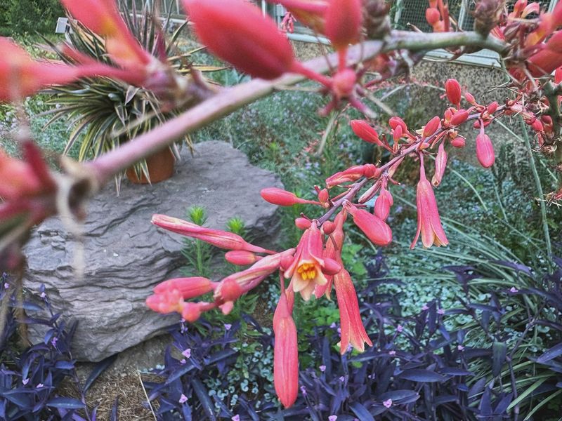 Red Yucca