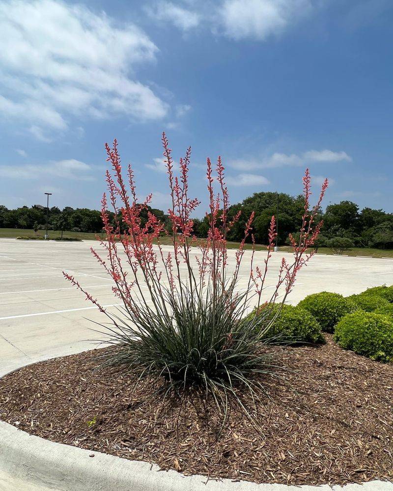 Red Yucca