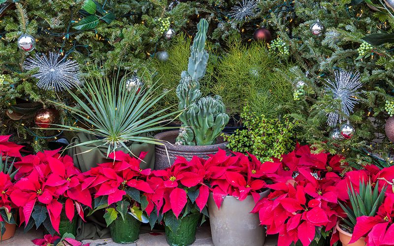 Red and Green: Festive Contrast