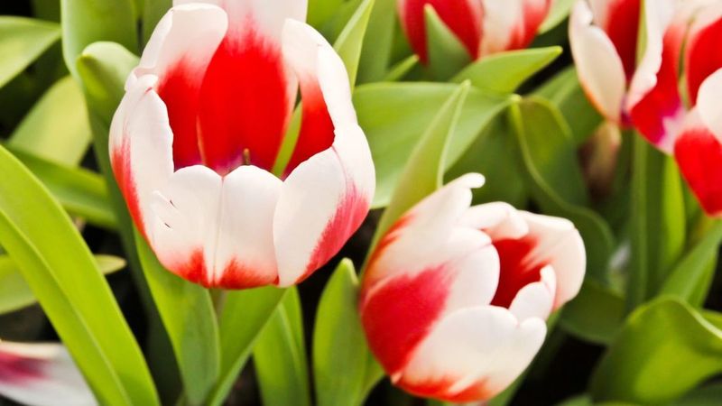 Red and White: Classic Charm