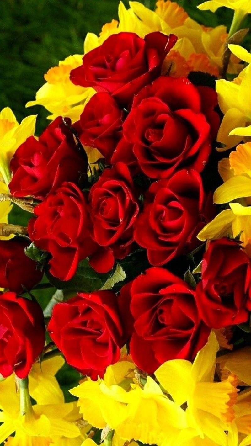 Red and Yellow: Energetic Duo