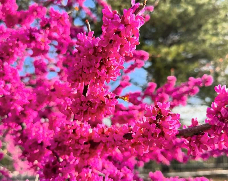 Redbud