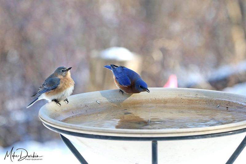 Reflections in a Birdbath
