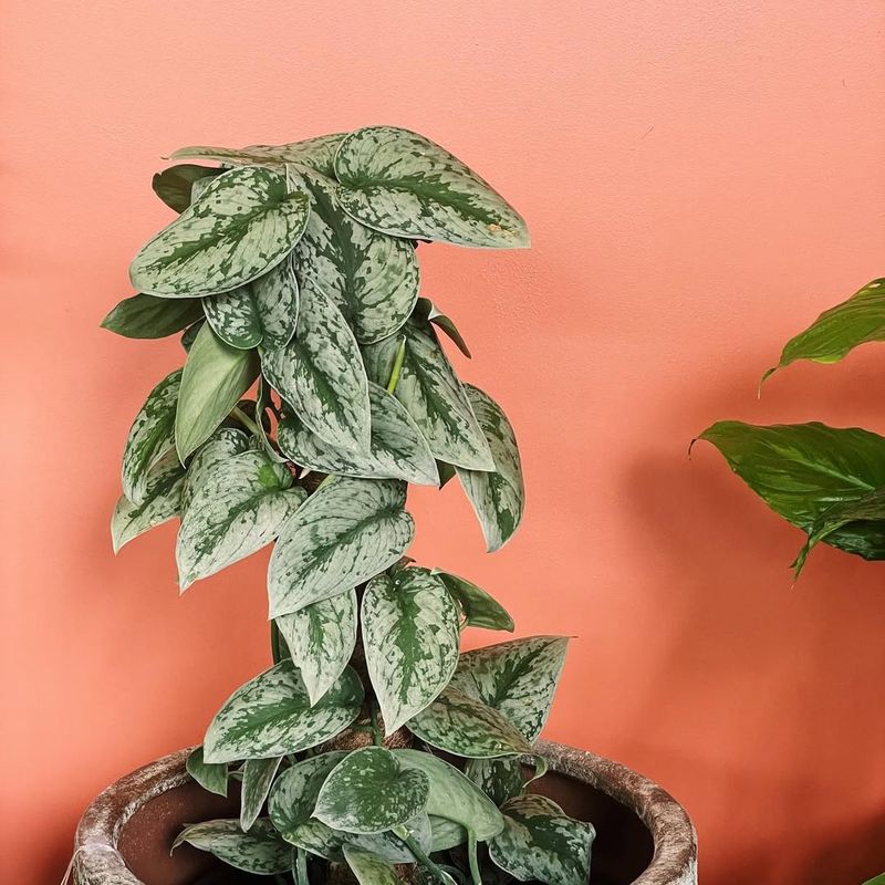 Reflective Leaf Plants