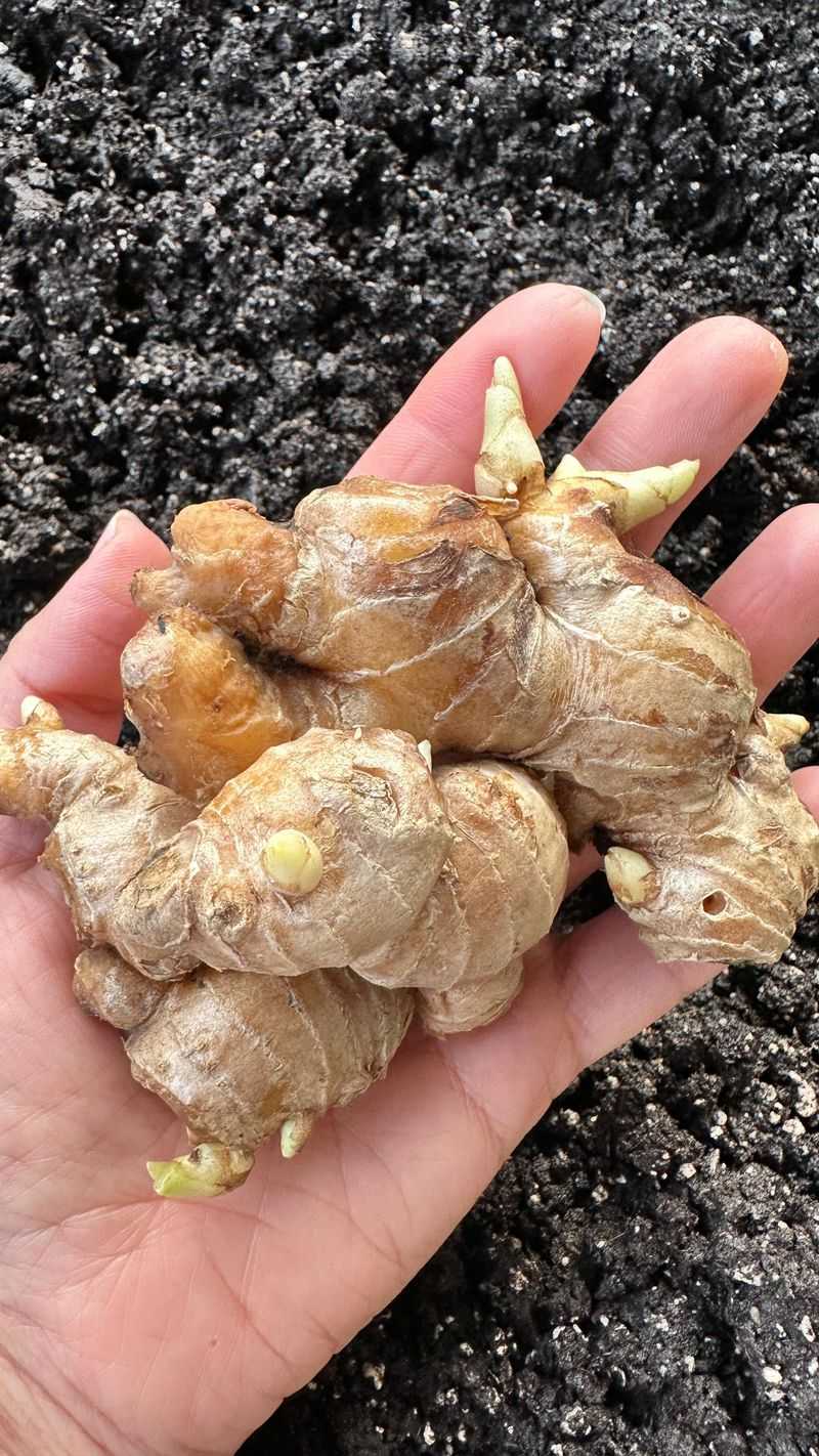 Regenerating Ginger