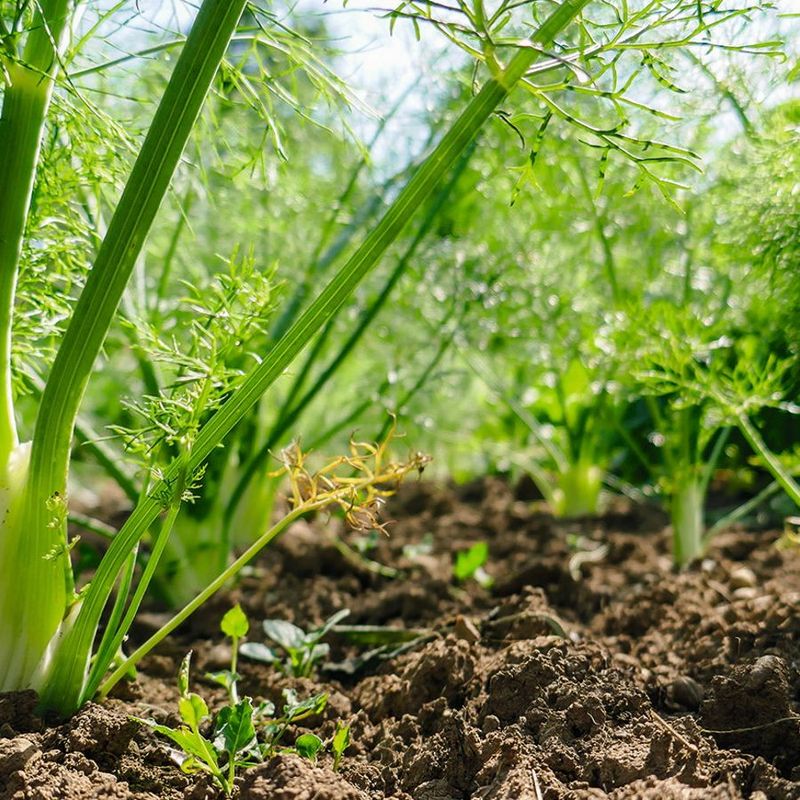 Regrowing Fennel Fronds