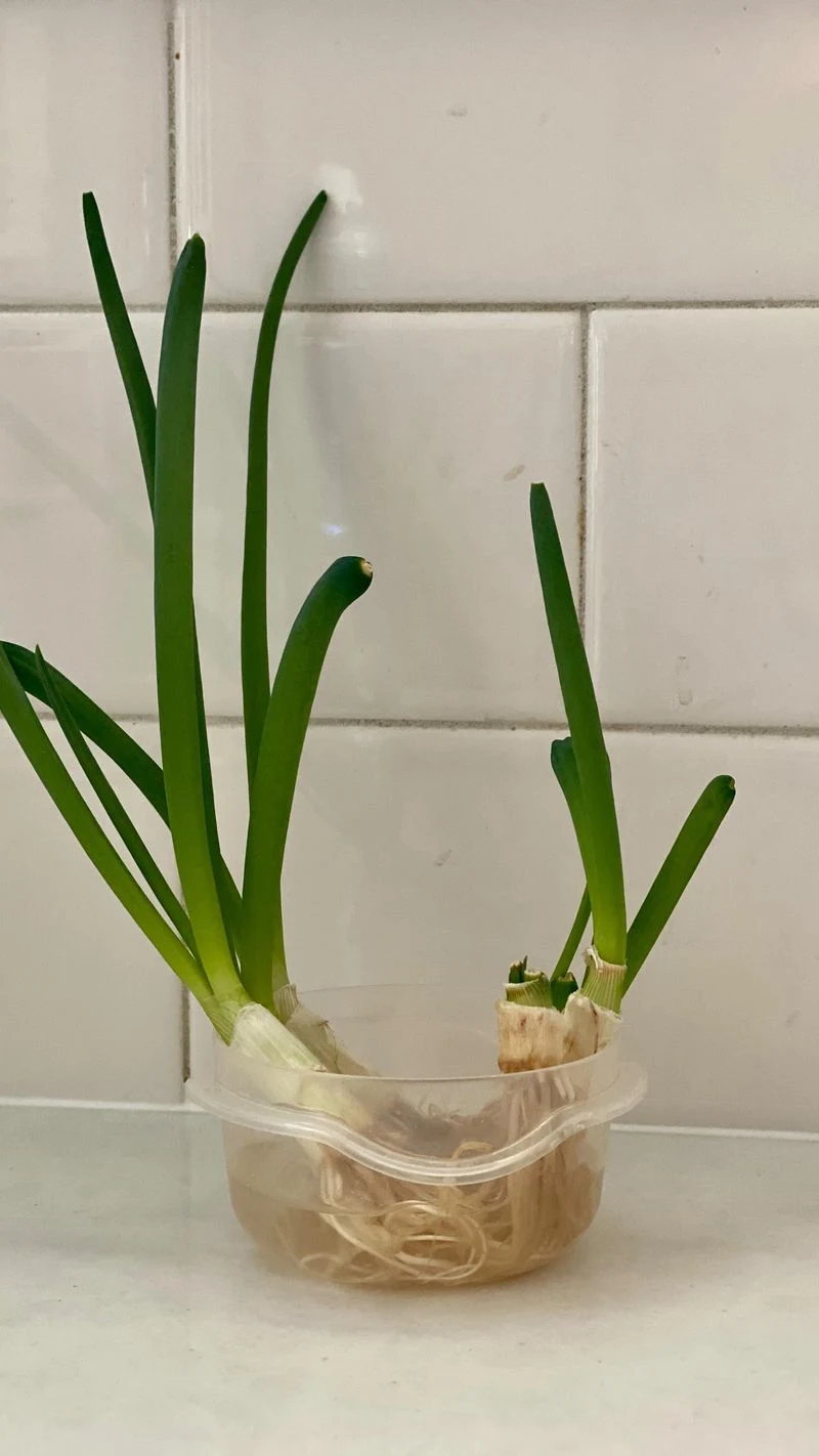 Regrowing Green Onions