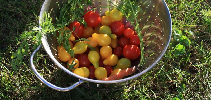 Crop Rotation Strategy