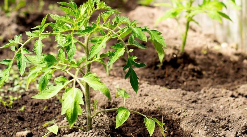 Soil Health Management