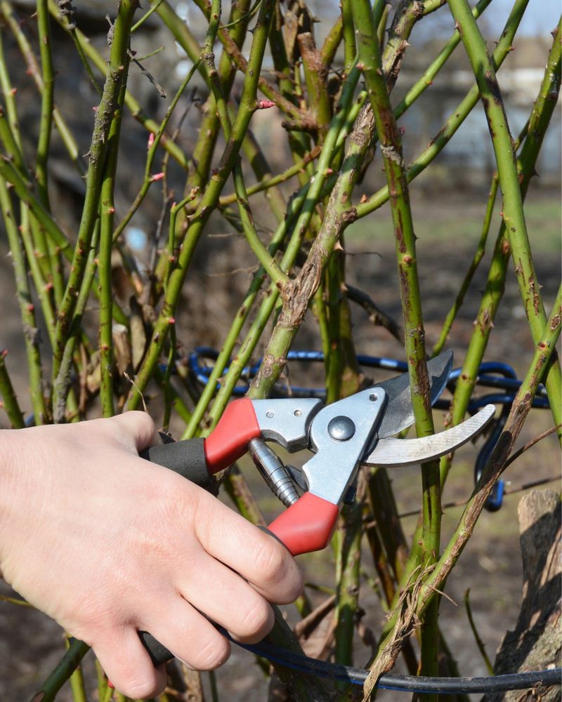 Regular Pruning