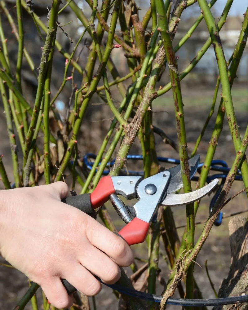 Regular Pruning