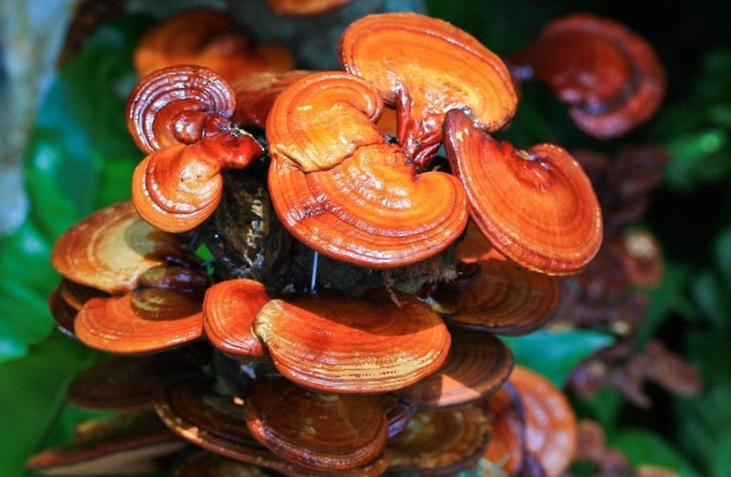 Reishi Mushroom