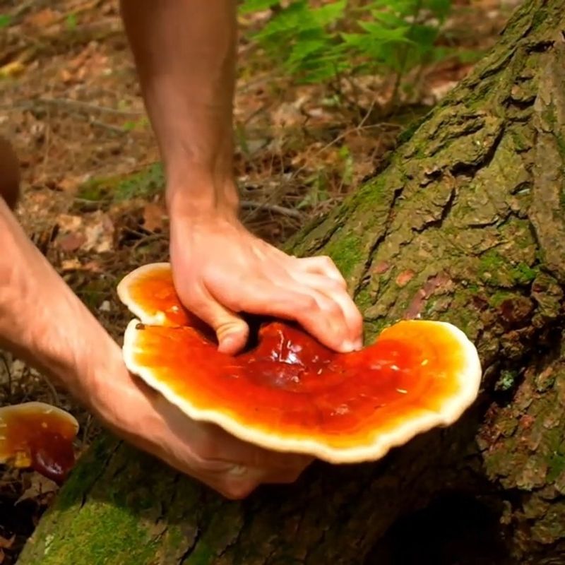 Reishi Mushrooms