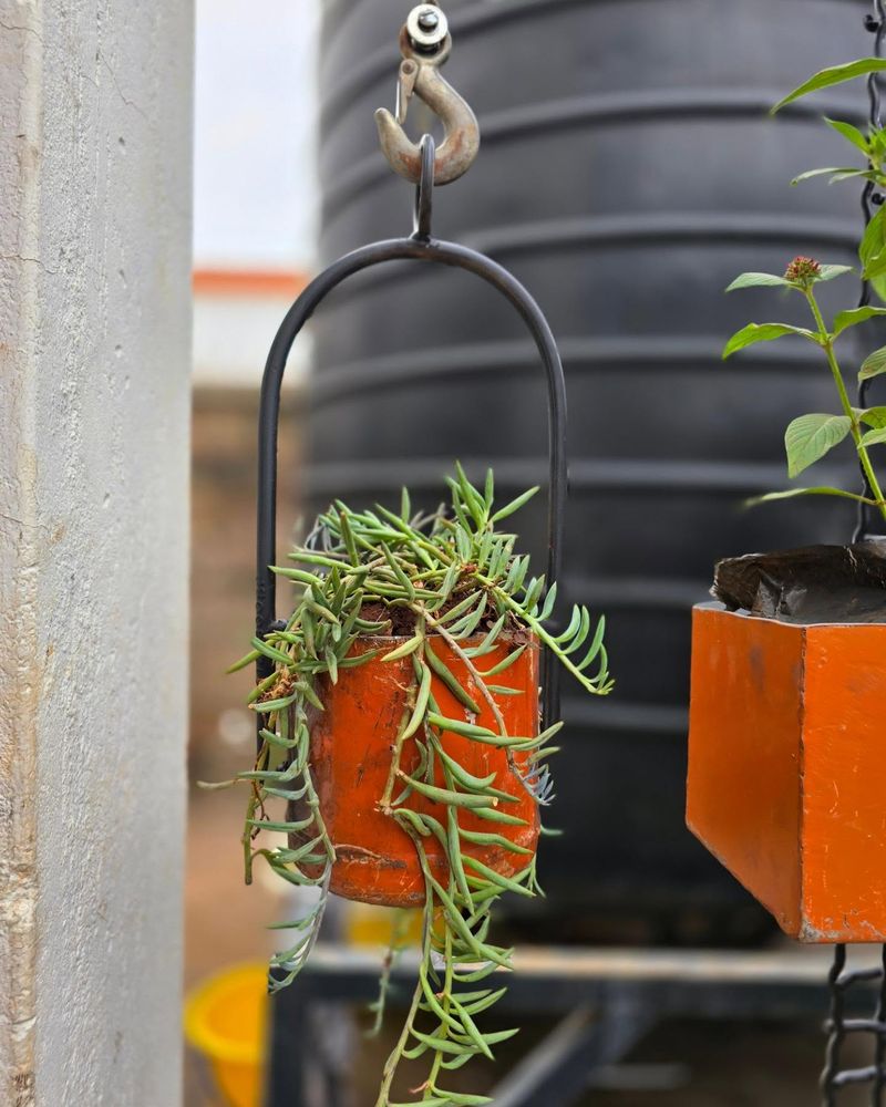 Repurposed Tin Can Planter
