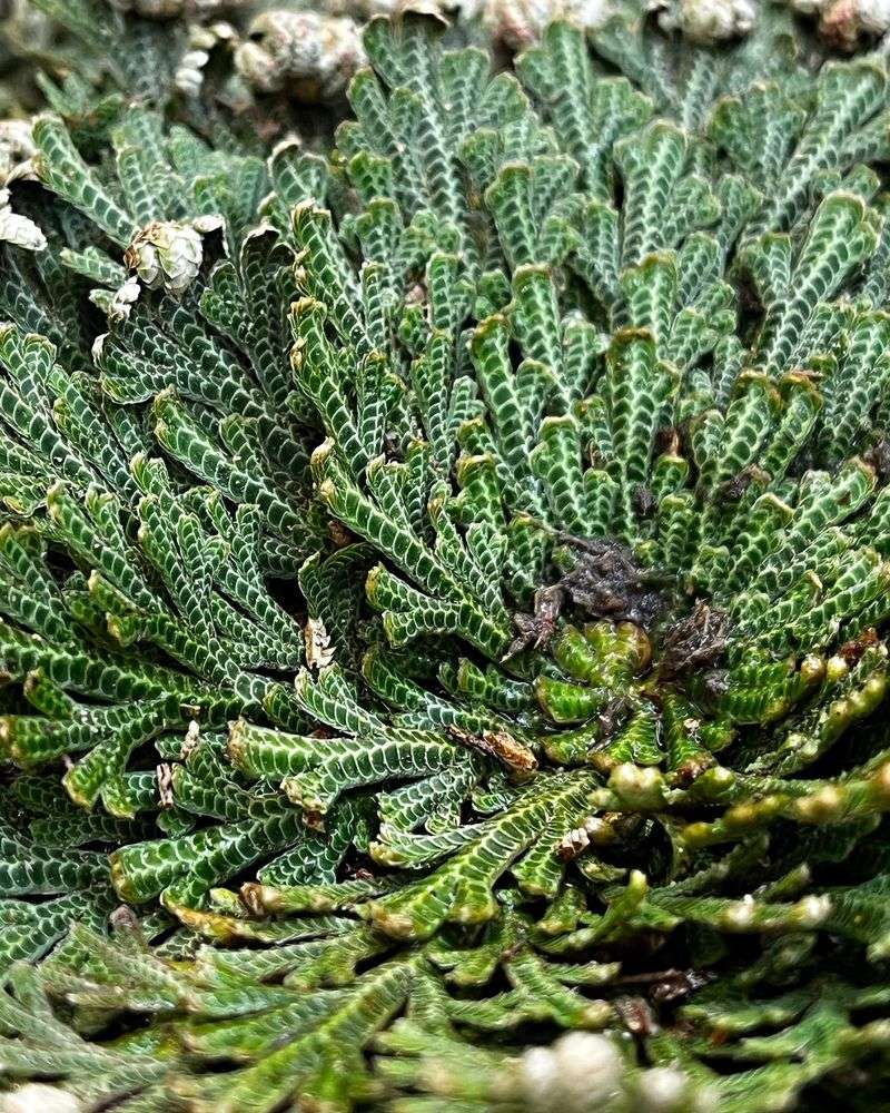 Resurrection Plant’s Survival