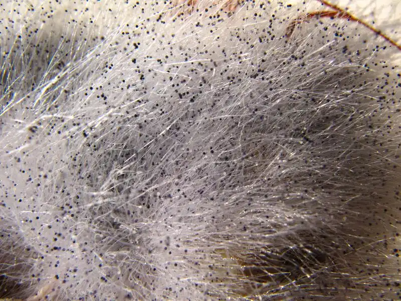 Rhizopus