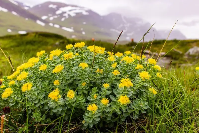 Rhodiola Rosea