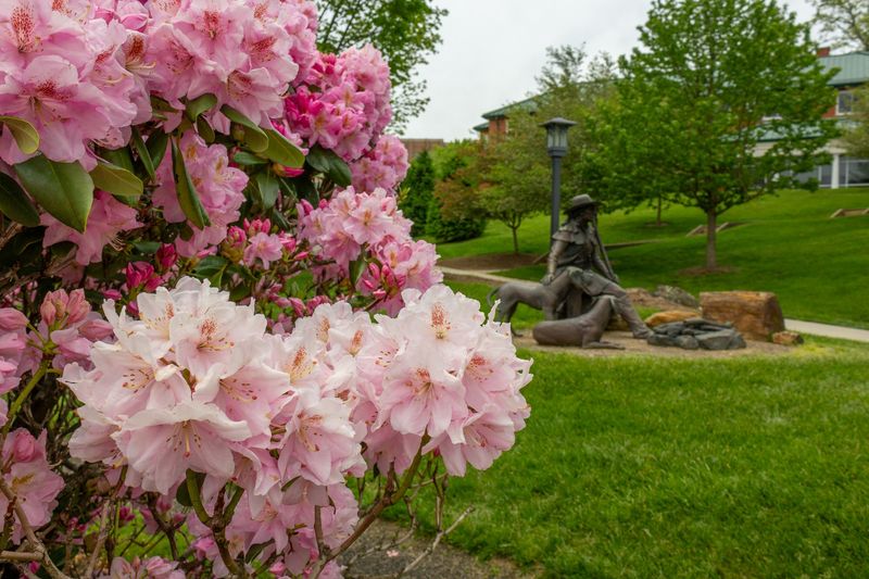 Rhododendron