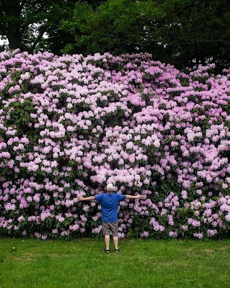 Rhododendron