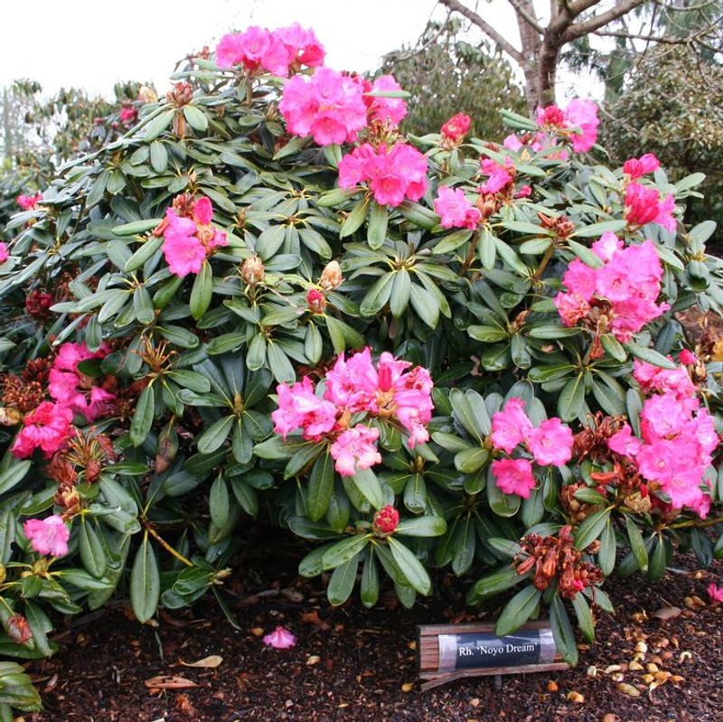 Rhododendron