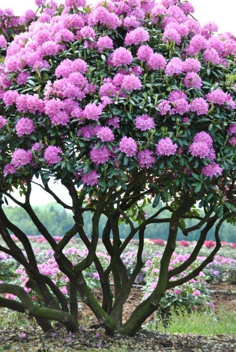 Rhododendron